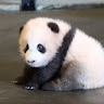 sven